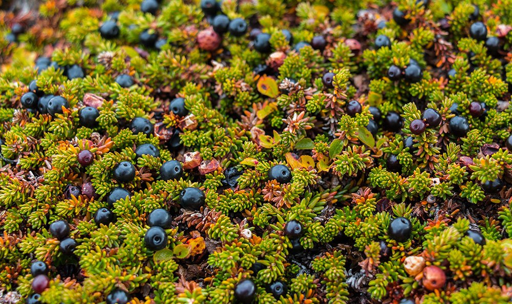 East Greenland Ski Touring, Mountaineering & Trekking Specialists